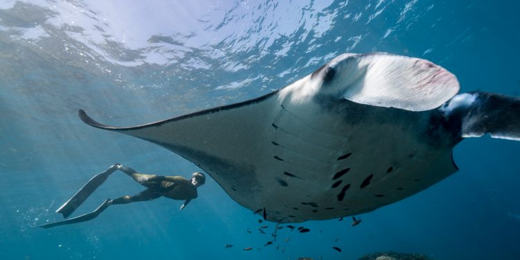 THY Bali’nin güzelliklerini Şahika Ercümen ile tanıtacak