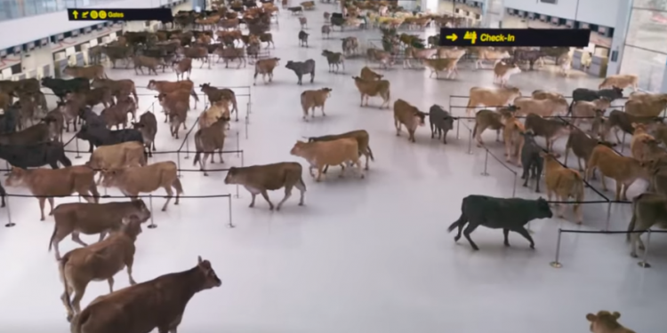 Kanadalı havayolundan çok ilginç reklam filmi