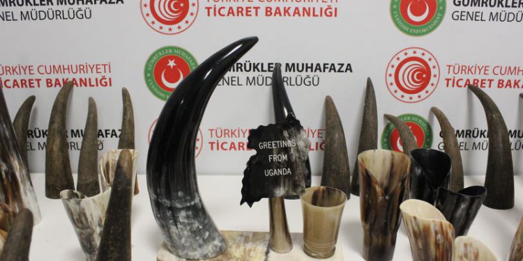 İstanbul Havalimanı’nda bufalo boynuzu ele geçirildi