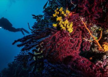 Kırmızı Mercanların derinlerdeki evi ‘Ayvalık’