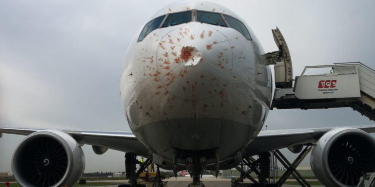 THY kargo uçağı kuş sürüsünde hasar aldı