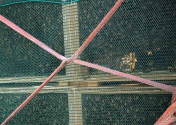 Binlerce kraliçe arı A350 uçuşu yaptı