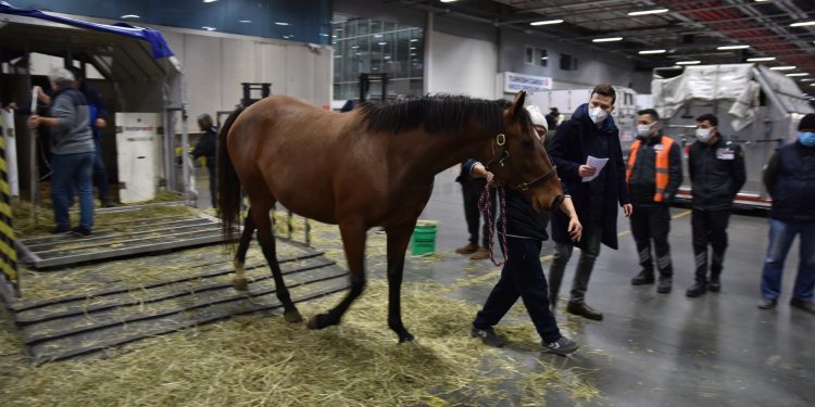 Turkish Cargo, 63 atı Şikago’dan İstanbul’a taşıdı