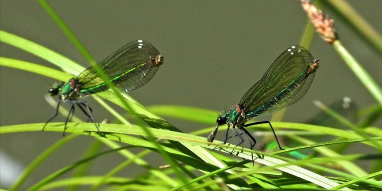 ASELSAN’dan böcek boyutunda İHA