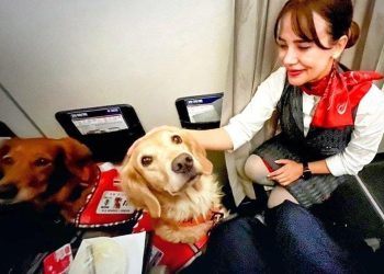 THY, can kurtaran köpekleri “business” koltuklarda uçurdu