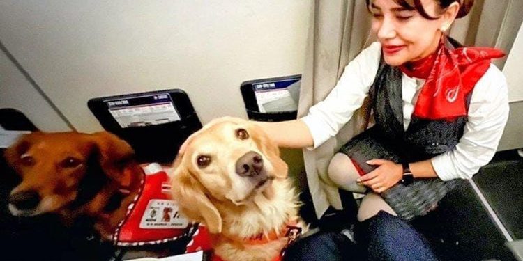 THY, can kurtaran köpekleri “business” koltuklarda uçurdu