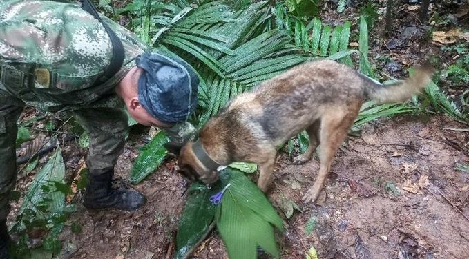 Düşen uçaktaki 4 çocuk iki hafta sonra sağ bulundu