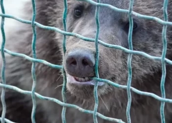 Uçakta ayı paniği: Dubai-Bağdat seferi gecikti