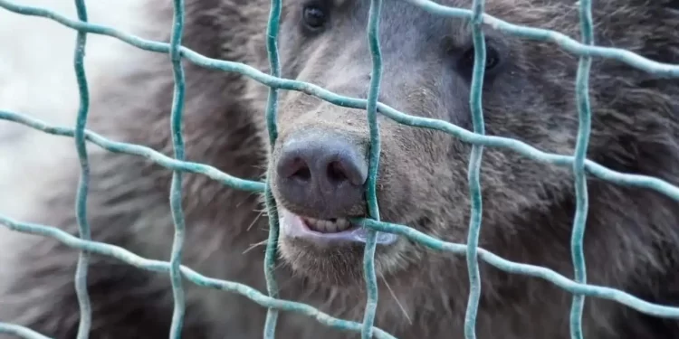 Uçakta ayı paniği: Dubai-Bağdat seferi gecikti