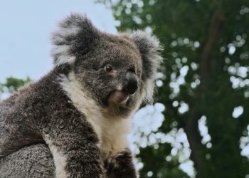 Turkish Cargo koala Yani’yi yeni yuvasına kavuşturdu