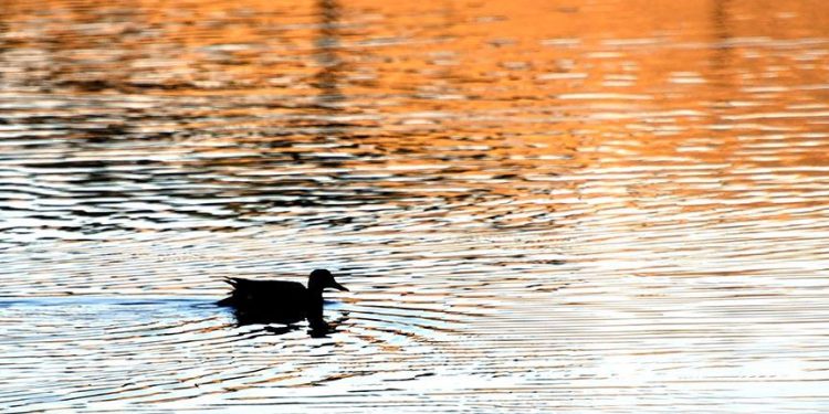 Levent’te hür ve müstakil bir ördek