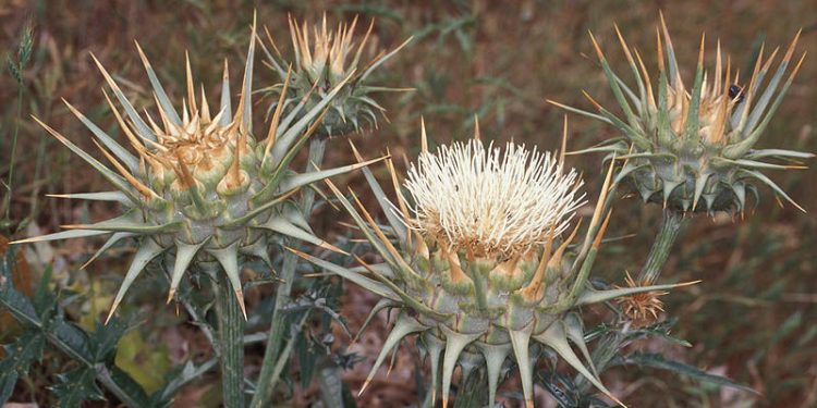 Hiç hostes yediniz mi?