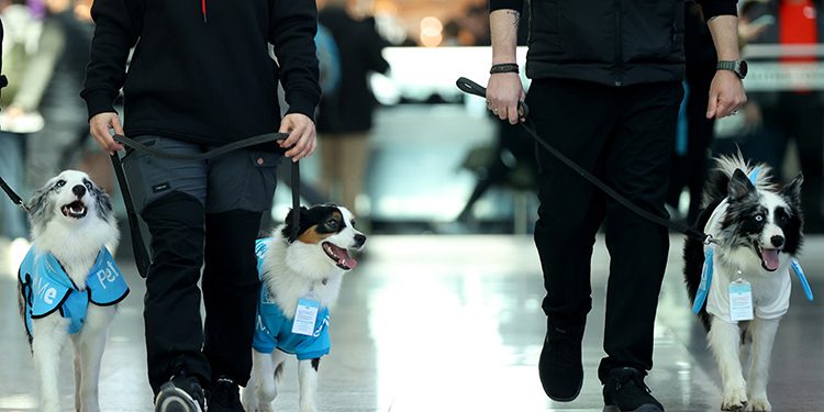 Güntay Şimşek’in önerisi gerçek oldu: Terapi köpekleri İstanbul Havalimanı’nda!