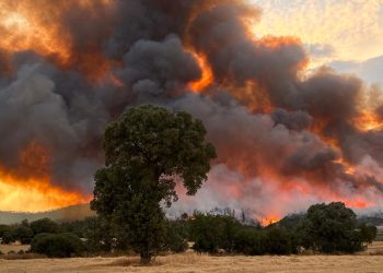 Uşak’taki orman yangını kontrol altına alındı