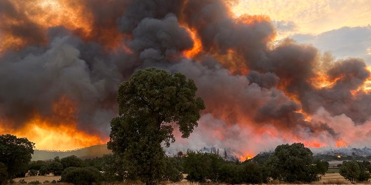 Uşak’taki orman yangını kontrol altına alındı