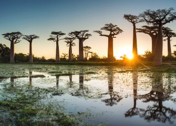 Emirates Madagaskar uçuşlarına başlıyor