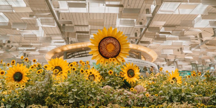 Singapur Changi’de dünyanın en büyük ayçiçeği sergisi açıldı