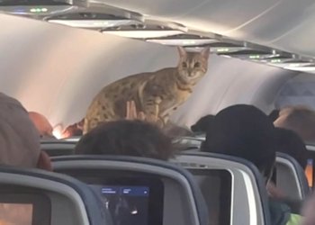 Uçuş operasyonunu riske sokan hayvanlar