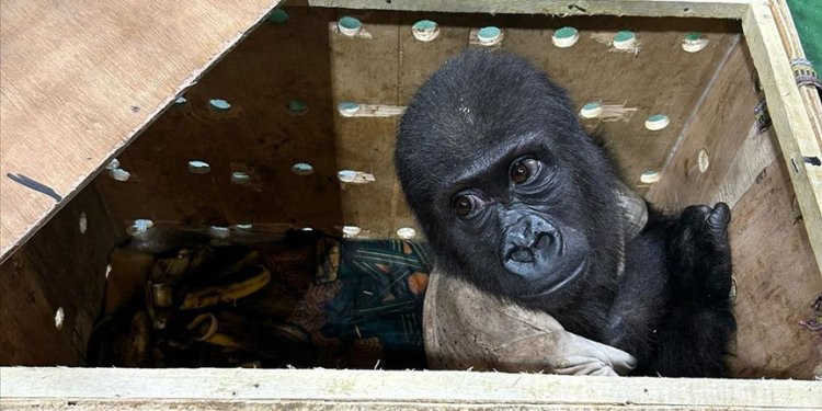 İstanbul Havalimanı’nda “goril yavrusu” yakalandı