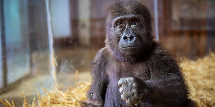 Havalimanında yakalanan yavru gorilin adı belli oldu