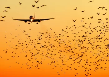 Güney Kore havalimanlarında “kuş kamerası” dönemi başlıyor!