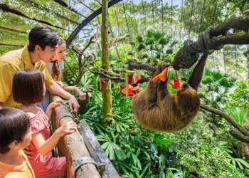 SIA ve Mandai Wildlife’tan yaban hayat için iş birliği