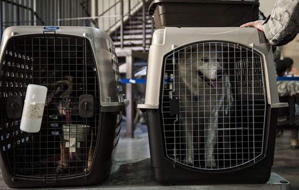 Köpeğini kaybetti, mahkeme ‘bagaj’ dedi!